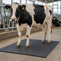 Tapis en caoutchouc EPDM antidérapant et résistant à l'usure, épais, en rouleau, pour rampes de remorque de vaches et chevaux, 12 mm et 17 mm