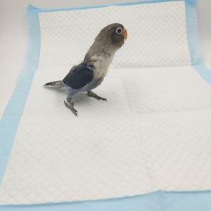 Produits Innovants pour Animaux de Compagnie 2025 – Coussinets d'Entraînement Jetables de Haute Qualité pour Oiseaux et Perroquets – Couches pour Animaux à Prix Compétitif 33*45 45*60 - Product Image 4