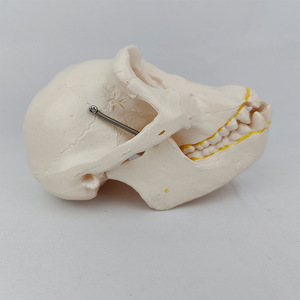 Modèle de Crâne de Chimpanzé pour l'Évolution Humaine - Outil Pédagogique Anatomique pour la Science Médicale et l'Exposition Muséale - Product Image 4