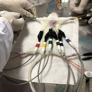 Hinbon – Machine ECG vétérinaire Hb 003 pour chiens et chats, équipement de diagnostic haute définition à grand écran - Product Image 3