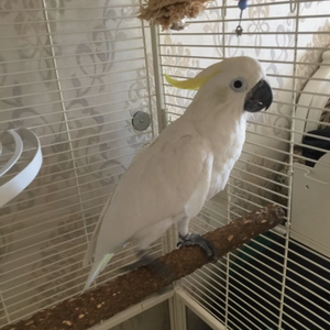 Juguete de Percha de Madera al por Mayor para Pájaros, Accesorios de Percha para Jaulas de Loros, Perchas de Rama para Periquitos, Cacatúas, Conures y Guacamayos - Product Image 5