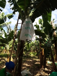 Túi Chuối Túi Giấy Trái Cây Giấy Chống Thấm Diodegradable Cho Peru Và Chile Và Úc - Product Image 2