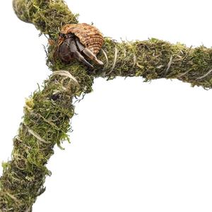 BumoPET 신상품 이끼 소라게 등반 장난감 이상적인 소라게 서식지 탱크 액세서리 소라게 곤충 작은 애완 동물 - Product Image 5