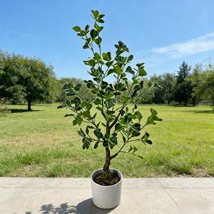 Bonsái artificial de ficus, árbol de baniano artificial en maceta, hojas en forma de corazón - Product Image 4