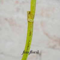 FONG IAN Iris artificiel à longue tige, bouquets réalistes faits à la main, toucher réel, arrangements floraux pour mariage, fête, jardin, maison, saison