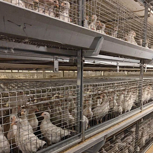 Haute qualité 2.0mm d'épaisseur H Type poulet couche d'isolation Cage petit <span class=keywords><strong>poulailler</strong></span> fabriqué en Chine pour un usage agricole - Product Image 3