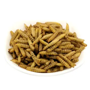 Dried Black Soldier Fly Larva 100% Natural BSF Larvae