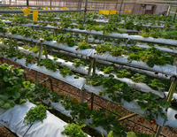 Système hydroponique en verre pour tomate, à bas prix