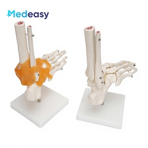 Modelo de Esqueleto Humano de PVC Medeasy, Modelo Anatómico de Articulación del Pie, Herramienta para la Enseñanza de Ciencias Médicas a Estudiantes - Product Image 5