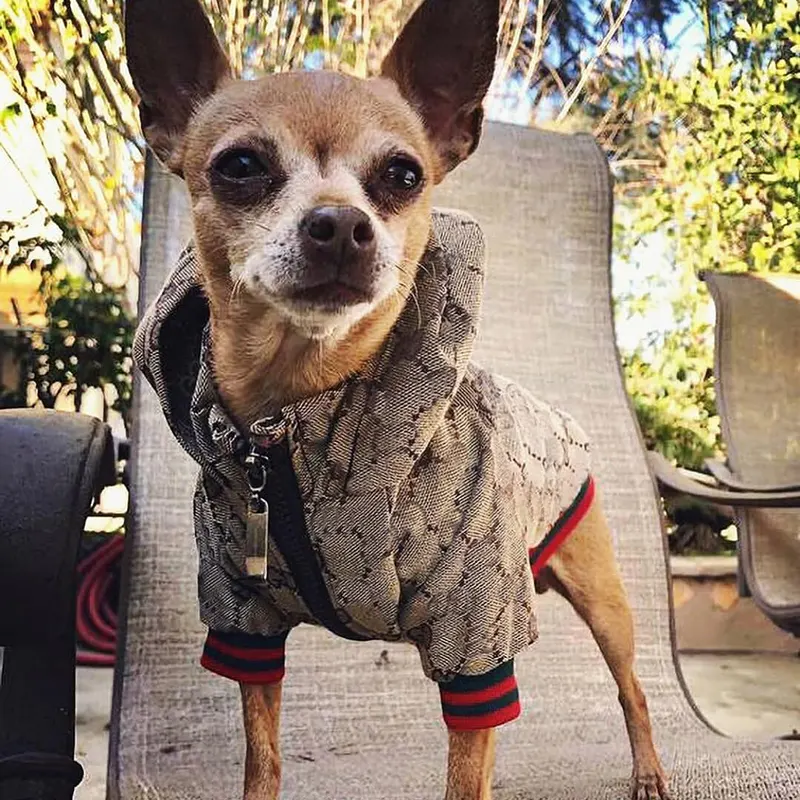 Weihnachten Luxus Designer Kleine Hunde kleidung Mode Haustier Zubehör Kleidung Pullover Winter Hersteller aus China Großhandel