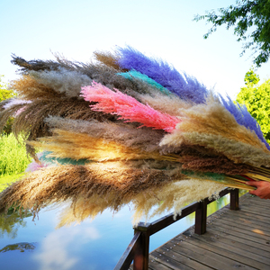 Hflora khô hoa và cây bán buôn tự nhiên pampas cỏ đầy màu sắc bảo quản pampas cho đám cưới sắp xếp - Product Image 3