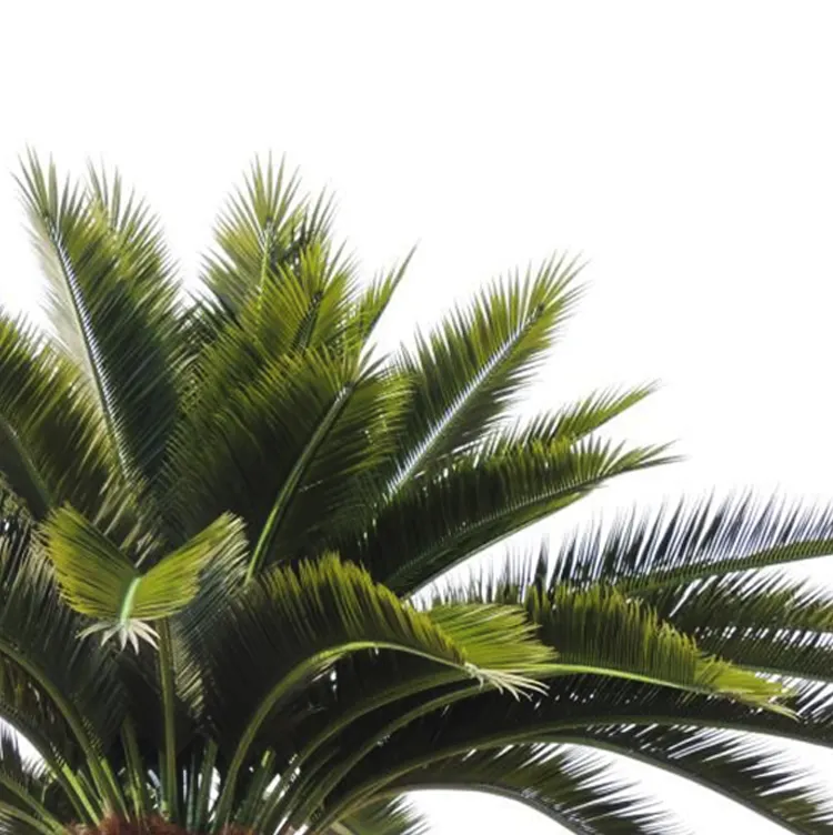 Anti-Uv Kunstmatige Palm Verlaat Outdoor Palmbladeren, Kunstmatige Groene Tropische Kokosnoot Bladeren