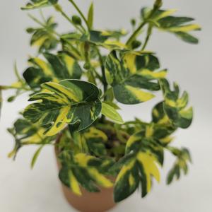 <span class=keywords><strong>Mini</strong></span> <span class=keywords><strong>bassin</strong></span> de fleurs en plastique de verdure artificielle en pot pour la Simulation intérieure bonsaï artificiel maison ferme décor <span class=keywords><strong>jardin</strong></span> Applica - Product Image 5