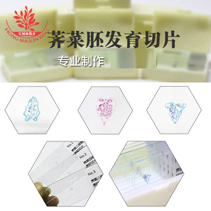 Experimento didáctico de biología: Juego de preparaciones de microscopio del desarrollo del embrión de ovónica ovata; con coloración brillante, estructura clara. - Product Image 1