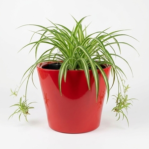 Pot de fleurs en plastique auto-irrigant avec réservoir d'eau, indicateur de niveau d'eau visible, pot de fleurs durable en PP pour la maison et le bureau - Product Image 6