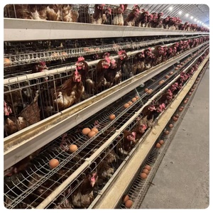 Automático 4 niveles AType Farm Factory Suministrado Jaulas <span class=keywords><strong>de</strong></span> <span class=keywords><strong>pollo</strong></span> Máquina <span class=keywords><strong>de</strong></span> capa <span class=keywords><strong>de</strong></span> huevo Huevo <span class=keywords><strong>Pollo</strong></span> para granja - Product Image 1