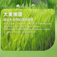 Poudre de jus vert d'orge sans sucre instantanée, best-seller transfrontalier, en boîte - Vente en gros fabricant