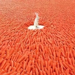 Xuất Xứ Trung Quốc Bán Buôn Số Lượng Lớn Chất Lượng Cao IQF Tươi Đông Lạnh Hỗn Hợp Rau Đậu Hà Lan Cà Rốt Ngô Ngọt Cây Trồng Mới - Product Image 5