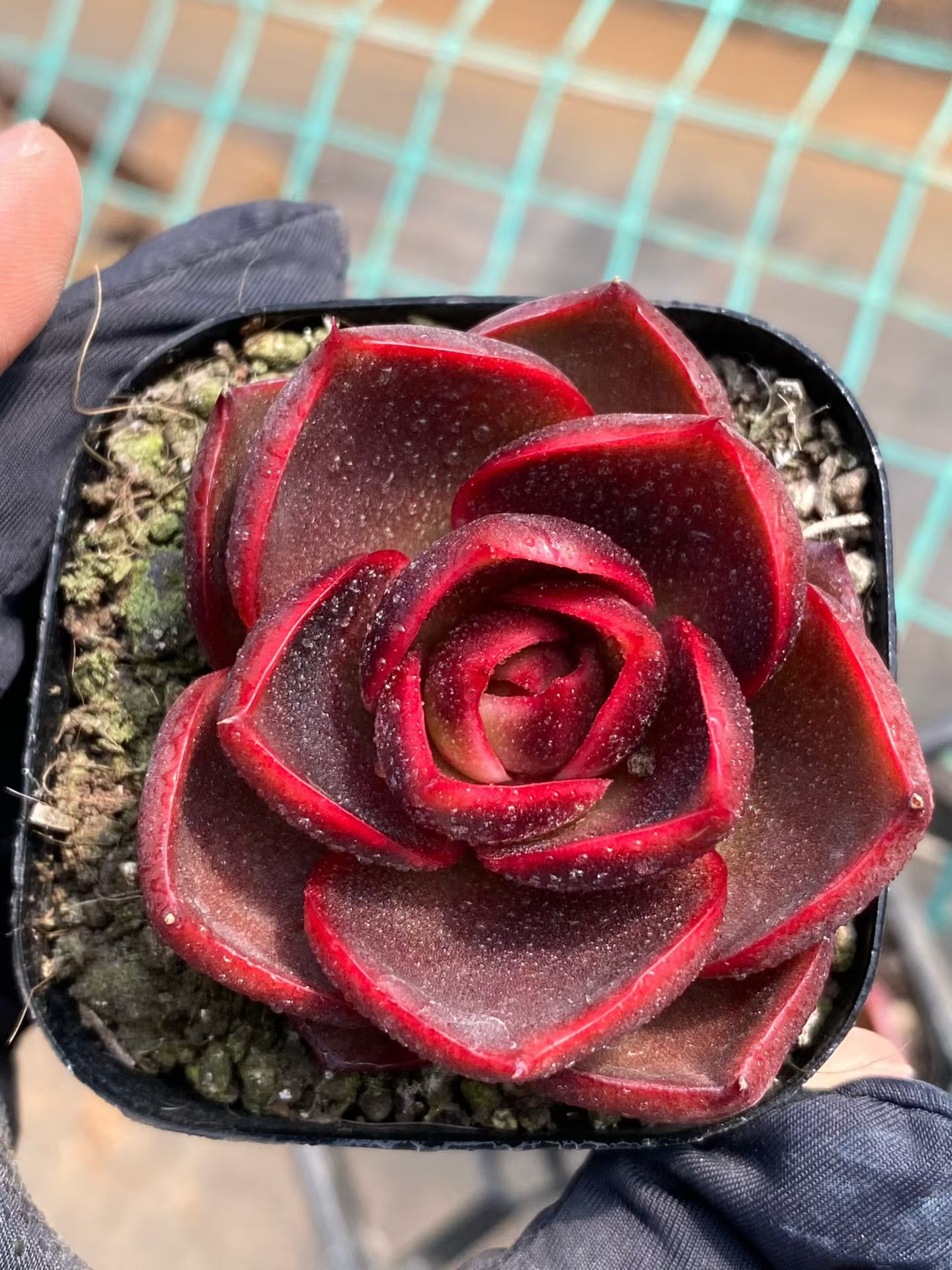 rojo