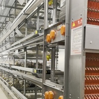 Nouveau poulailler automatique multi-niveaux de type H en acier galvanisé à chaud, cages multifonctionnelles, installation facile, mangeoire/abreuvoir facile à nettoyer