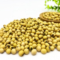 Soja jaune chinois à haute teneur en protéines récolté en 2022 / Grains de soja pour l'alimentation animale