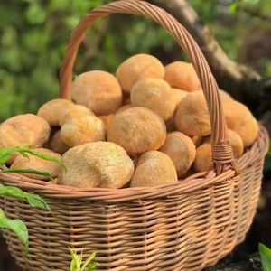 2023 Produk Laris Ekspor DETAN Jamur Surai Singa Organik Kering Jamur Surai - Product Image 4