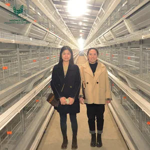 Schlussverkauf automatisches Hühnerkäfig Hühnereier legen Schicht Hühner H-Batterie-Käfig für Geflügelfarm