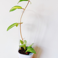 Treillis de plantes acryliques en forme de U clair classique pour soutenir les plantes grimpantes