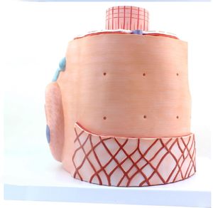 Modelo de Microanatomía de Fibra Muscular Esquelética Humana con Zoom de 40000X, Modelo de Fibra Muscular Esquelética, Modelos de Ciencia de Anatomía Humana, CE/ISO - Product Image 5