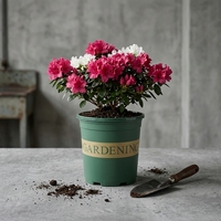 Pots de fleurs de jardin en PP colorés de luxe en gros, avec trous de drainage, légers, durables, suspendus ou à poser au sol, pour l'intérieur et l'extérieur