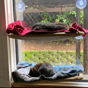 Dropshipping Fabricant <span class=keywords><strong>pas</strong></span> <span class=keywords><strong>cher</strong></span> prix vente à chaud siège de <span class=keywords><strong>chat</strong></span> ventouse de <span class=keywords><strong>chat</strong></span> siège de fenêtre suspendu macramé hamac <span class=keywords><strong>chat</strong></span> - Product Image 6