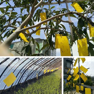 Trampa Adhesiva <span class=keywords><strong>para</strong></span> Insectos Voladores de Doble Cara <span class=keywords><strong>para</strong></span> Interiores, Exteriores, Granjas, Jardines, Invernaderos y Huertos - Product Image 3