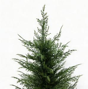 Nouvel Arbre <span class=keywords><strong>de</strong></span> <span class=keywords><strong>Noël</strong></span> <span class=keywords><strong>Artificiel</strong></span> Haut <span class=keywords><strong>de</strong></span> Gamme Écologique Personnalisé avec Fleurs Naturelles Préservées 5m Grand Modèle - Product Image 6