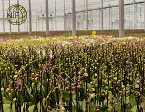 Bâtons <span class=keywords><strong>de</strong></span> support <span class=keywords><strong>de</strong></span> plantes au design économique personnalisé NIF support en <span class=keywords><strong>bambou</strong></span> <span class=keywords><strong>pour</strong></span> déco d'orchidée - Product Image 4