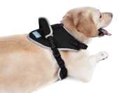 Genouillère pour chien s-m