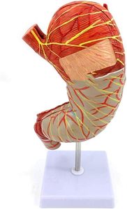 Mô hình giải phẫu dạ dày mở rộng cơ thể con người cơ quan nội tạng cấu trúc dạ dày công cụ giảng dạy hệ thống tiêu hóa để trình diễn - Product Image 2