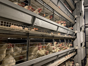 Cages de <span class=keywords><strong>poulet</strong></span> de pondeuse d'oeufs de nouvelle condition de conception professionnelle pour le <span class=keywords><strong>grossiste</strong></span> de cages de batterie de ferme de volaille pour la couche de <span class=keywords><strong>poulet</strong></span> - Product Image 3