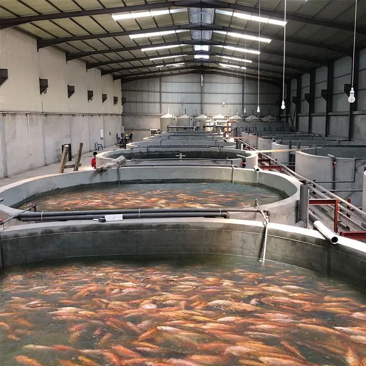 Ras System Aquakultur Umlaufs ystem Fischzucht ausrüstungen Innen