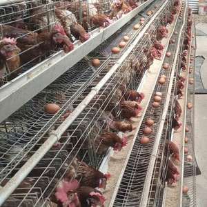 أفضل سعر وأرخص سعر لقفص دجاج آلي بأربعة طوابق من النوع A - Product Image 6