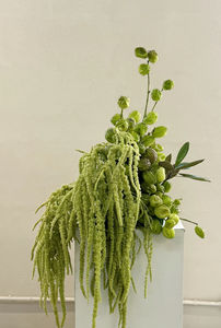 Fiori di Amaranto Naturali Conservati all'Ingrosso, Amaranto Pendente per Decorazioni Matrimoniali - Product Image 6