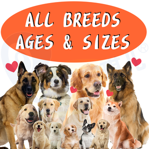 Apaiser les <span class=keywords><strong>allergies</strong></span> saisonnières soutenir les démangeaisons immunitaires intestin santé chiens suppléments pour animaux de compagnie naturel doux mâche avec probiotiques zinc colostrum - Product Image 4