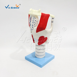 Modèle magnifié de la structure et de la fonction du larynx ; modèle d'anatomie du larynx humain ; outil de démonstration pédagogique pour - Product Image 3