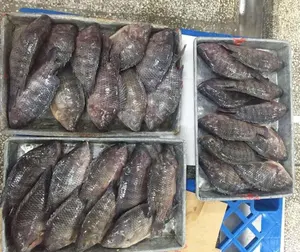 冷凍シーフード卸売冷凍ティラピア切り身魚ティラピアバイヤー
