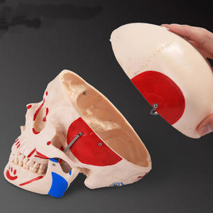 Modèle <span class=keywords><strong>de</strong></span> crâne naturel avec muscles colorés en PVC, modèle anatomique pour l'enseignement scolaire - Product Image 2