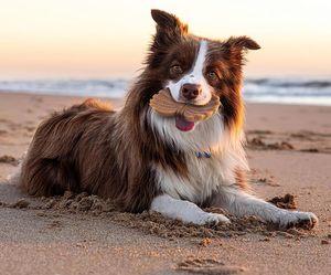 Confezione da 3 Super Chewer resistente giocattoli per cani in Nylon indistruttibile per grandi <span class=keywords><strong>razze</strong></span> <span class=keywords><strong>di</strong></span> piccole dimensioni regalo aggressivo per cani fedeli - Product Image 5