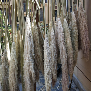 Herbe à plumes, roseau séché, fleur de roseau séchée, herbe de la pampa séchée pour la décoration de la <span class=keywords><strong>maison</strong></span> - Product Image 3