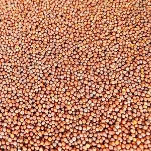 Millet en grains (Ragi) – Épice entière pour la transformation alimentaire et la cuisine – Marque SD du Madhya Pradesh - Product Image 1