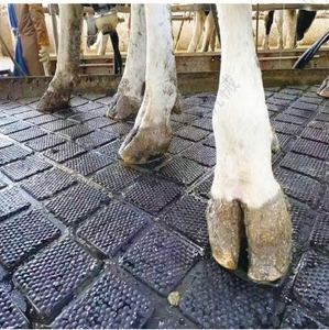 Nouveau tapis en caoutchouc de voie d'équipement agricole pour les vaches/décrochage de bétail/écurie/cabine de vache/caoutchouc MatUnder grattoir à fumier utilisation de cheval - Product Image 2