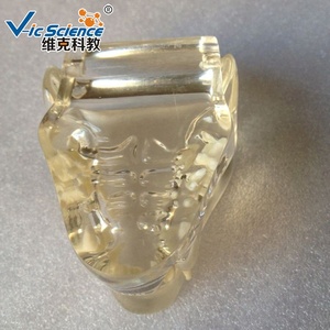 Modelo Anatómico de Dientes de Gato en Plástico para Entrenamiento de Enfermeras en Escuelas y Hospitales - Product Image 2