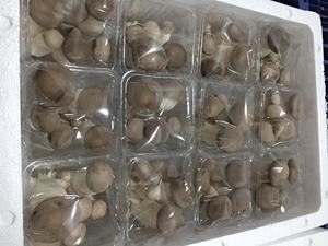 Funghi Freschi Coltivati <span class=keywords><strong>Commestibili</strong></span> della Fabbrica Detan, Eryngii King Oyster - Product Image 5